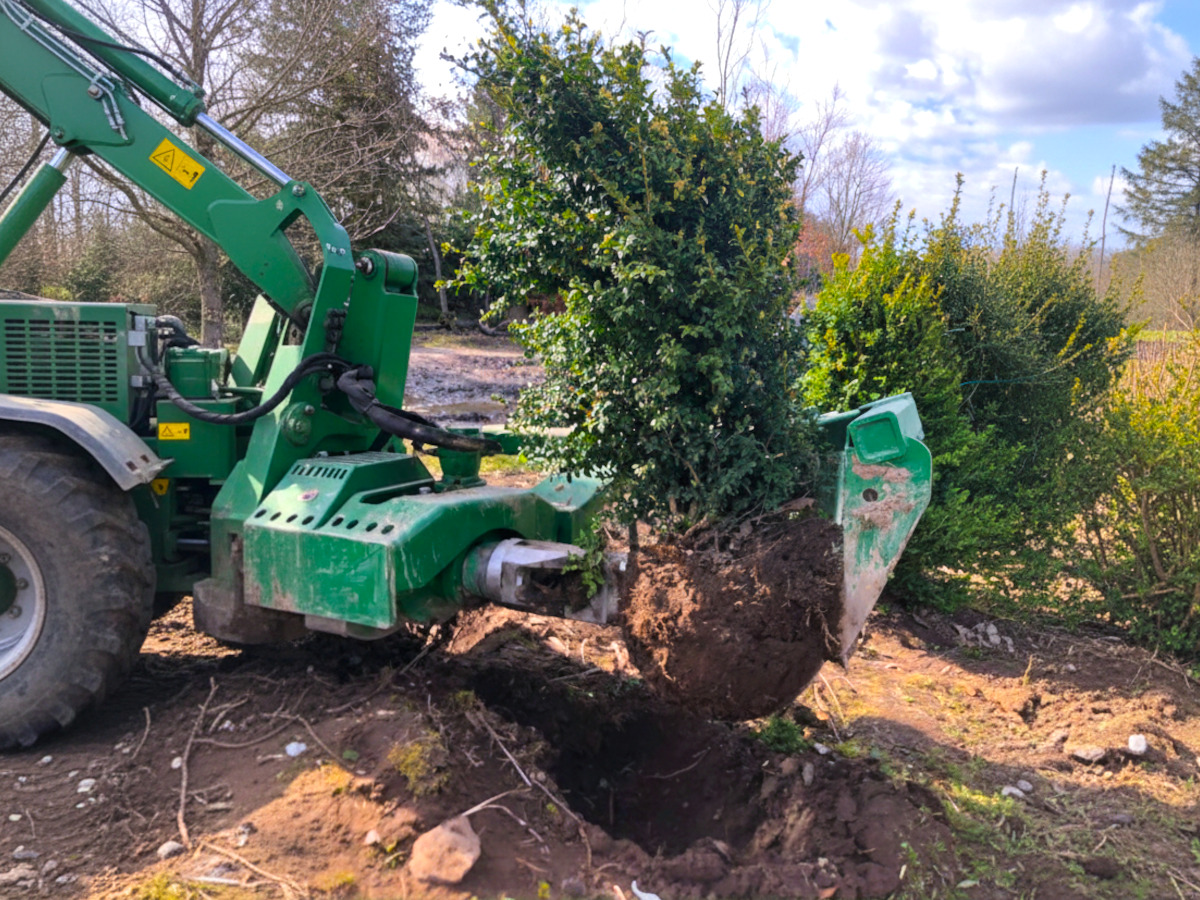 Wysokiej jakości sadzonki