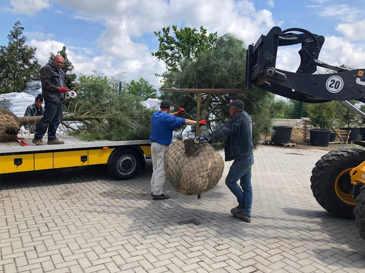 Duże ilości roślin gotowe do wysyłki